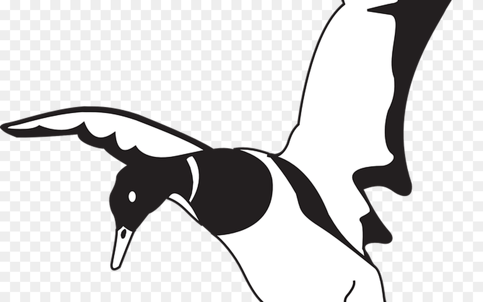 Black White Bird Vector Graphic, Bow, Weapon, Animal, Beak Png