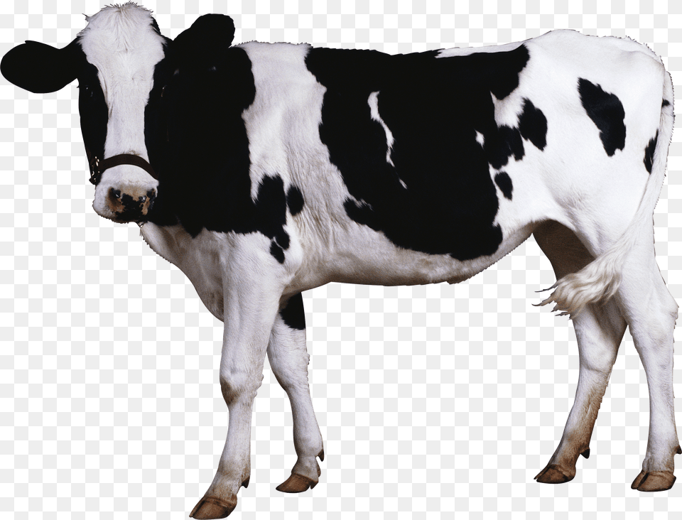 Black White Cow, Animal, Cattle, Livestock, Mammal Free Transparent Png