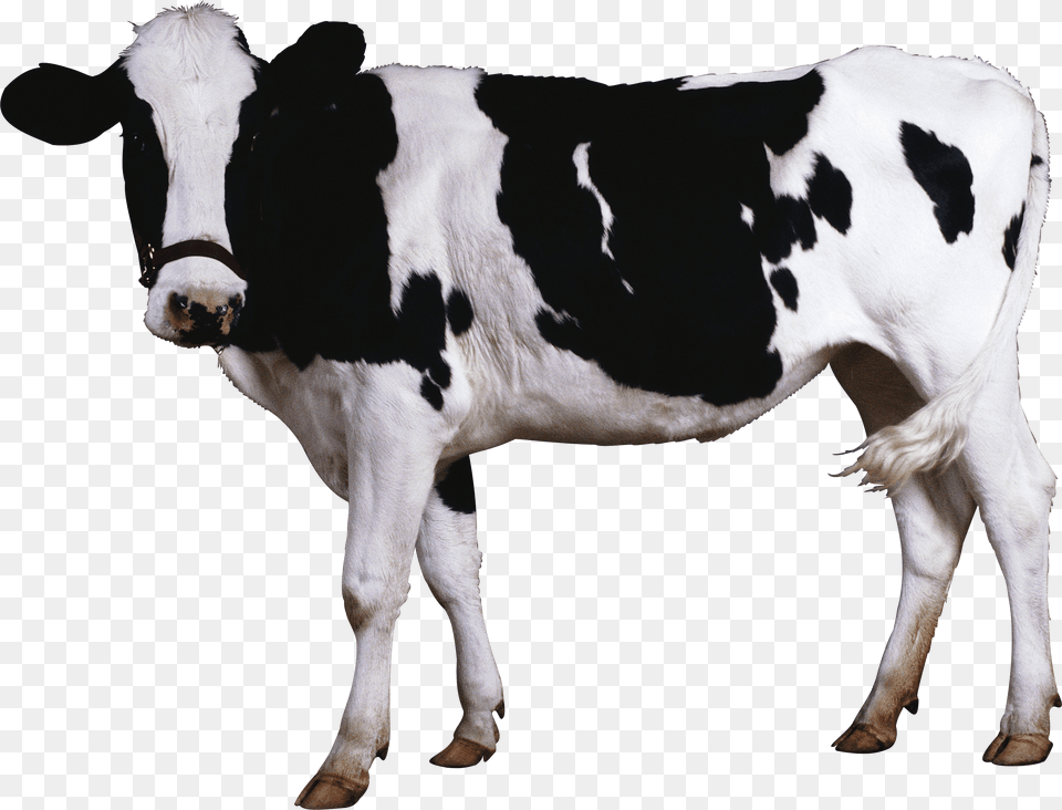 Black White Cow Cow, Animal, Cattle, Livestock, Mammal Free Png Download