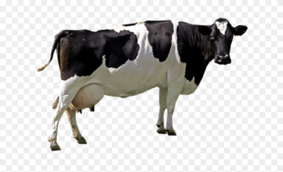 Black White Cow Image Cow, Animal, Cattle, Dairy Cow, Livestock Png
