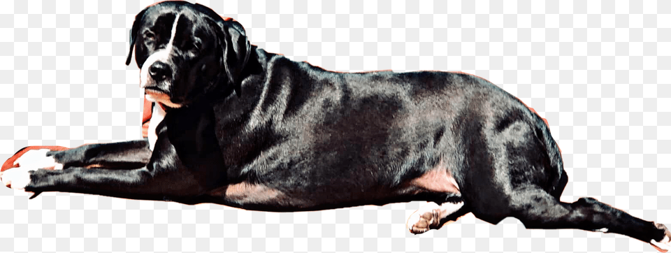 Black White Dog Puppy Petsandanimals Layingdown, Animal, Canine, Mammal, Pet Png Image