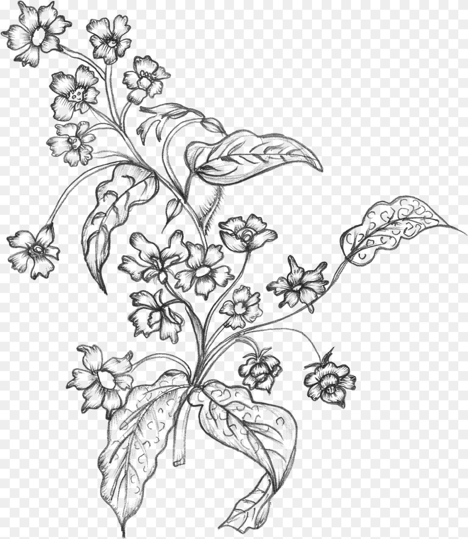Black White Sketchy Flowers Flower Line Art Transparent Background, Gray Free Png Download