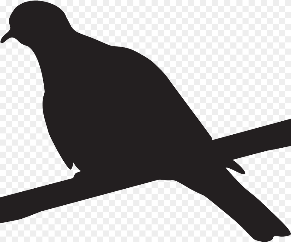 Black White Wing Dove, Animal, Bird, Pigeon, Fish Free Png