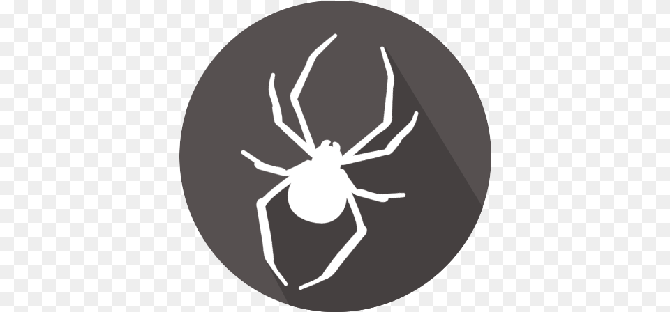 Black Widow, Animal, Invertebrate, Spider, Black Widow Free Png Download
