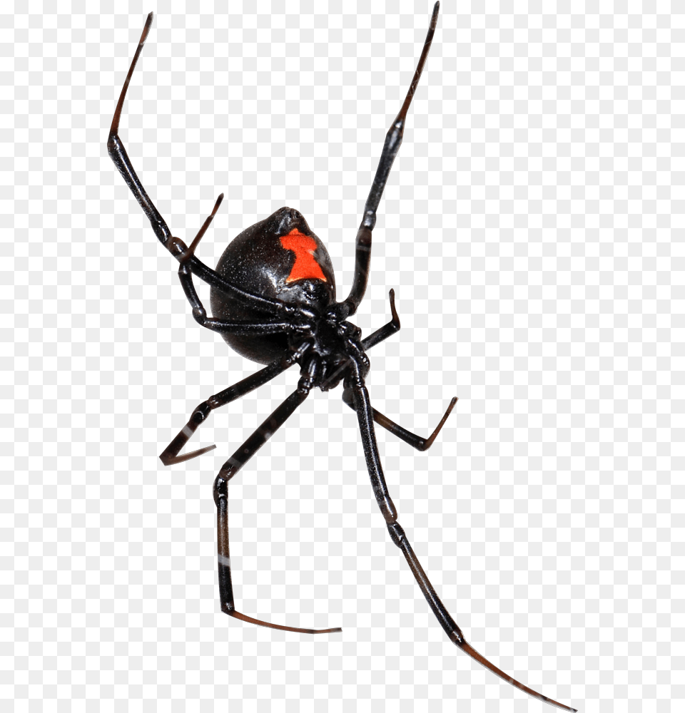 Black Widow, Animal, Invertebrate, Spider, Bow Png Image