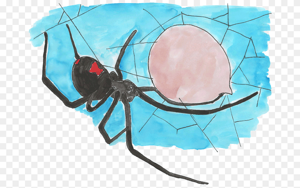 Black Widow, Animal, Invertebrate, Spider, Black Widow Free Png