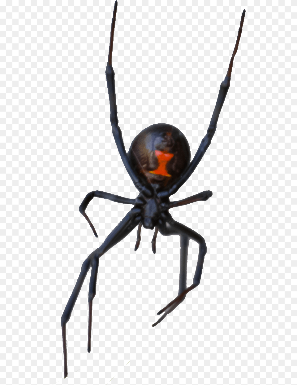 Black Widow, Animal, Invertebrate, Spider, Black Widow Free Png