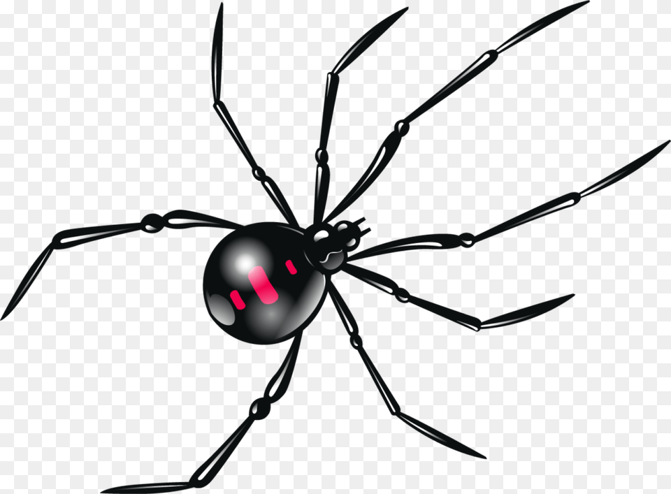 Black Widow, Animal, Invertebrate, Spider, Black Widow Free Png Download
