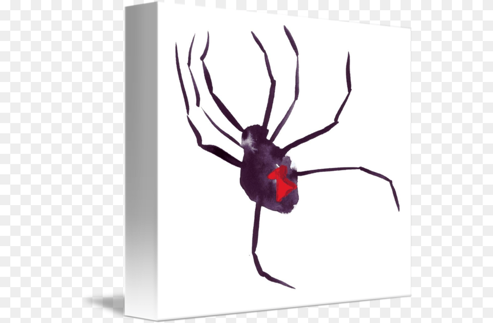 Black Widow By Allyson Kitts Black Widow, Animal, Invertebrate, Spider, Black Widow Free Transparent Png