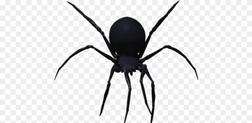 Black Widow Clipart Transparent Background Black Widow Spider, Animal, Invertebrate Free Png