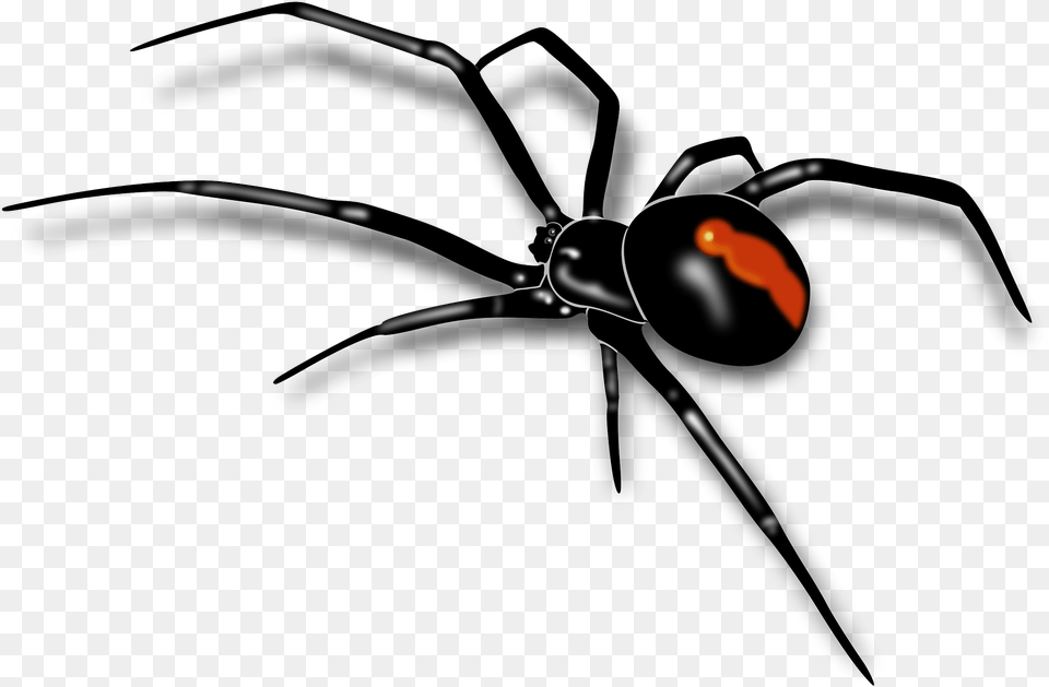 Black Widow Spider, Animal, Invertebrate, Black Widow, Insect Free Png Download