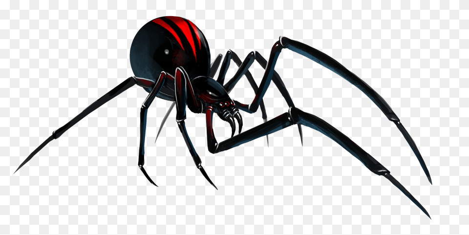Black Widow Spider, Animal, Invertebrate, Black Widow, Insect Free Transparent Png