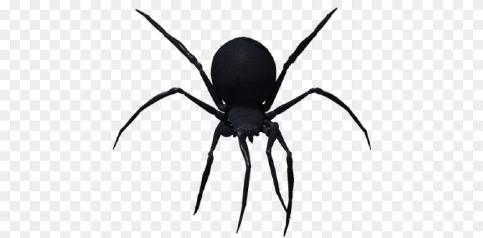 Black Widow Spider, Animal, Invertebrate Free Png