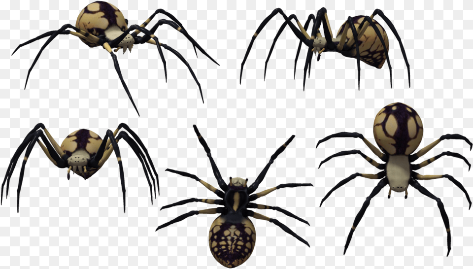 Black Widow Spider Art Latrodectus Tredecimguttatus, Animal, Garden Spider, Insect, Invertebrate Free Png