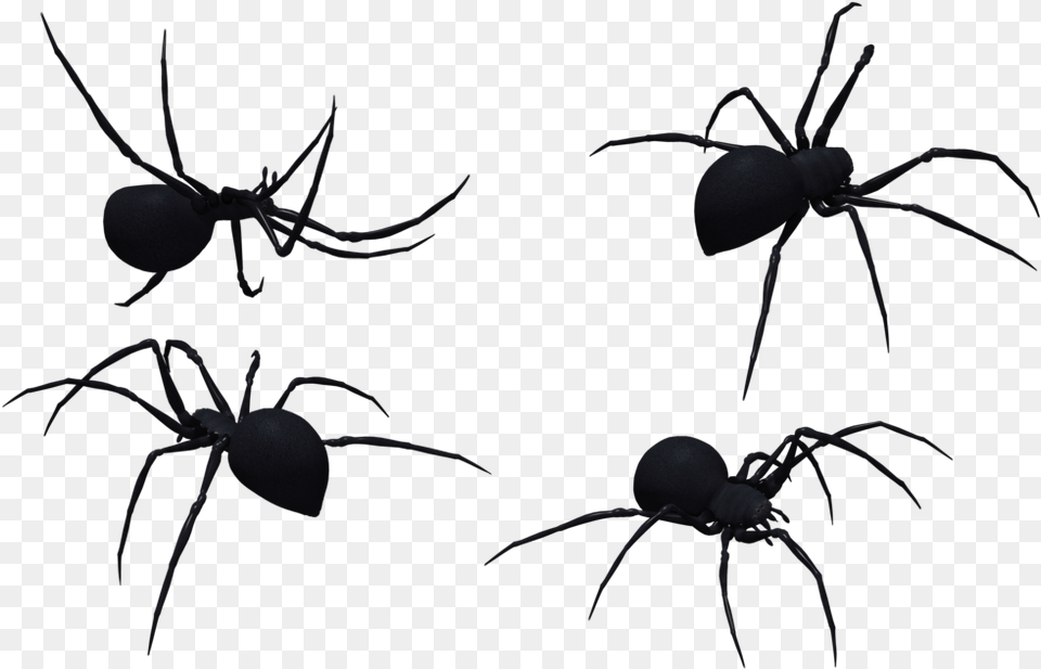 Black Widow Spider Art Spider, Animal, Invertebrate, Insect Png Image