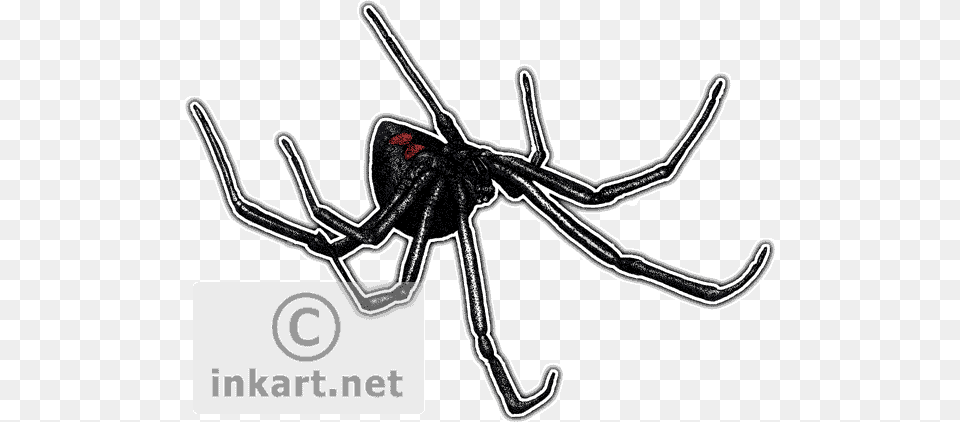 Black Widow Spider Black Widow Spider Throw Blanket, Animal, Invertebrate, Black Widow, Insect Free Png
