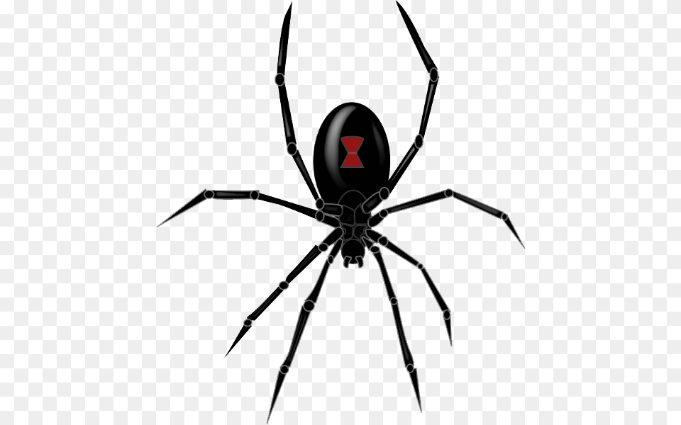 Black Widow Spider Clipart, Animal, Invertebrate, Black Widow, Insect Free Png