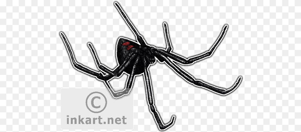 Black Widow Spider Decal Drawing, Animal, Invertebrate, Bow, Weapon Free Png