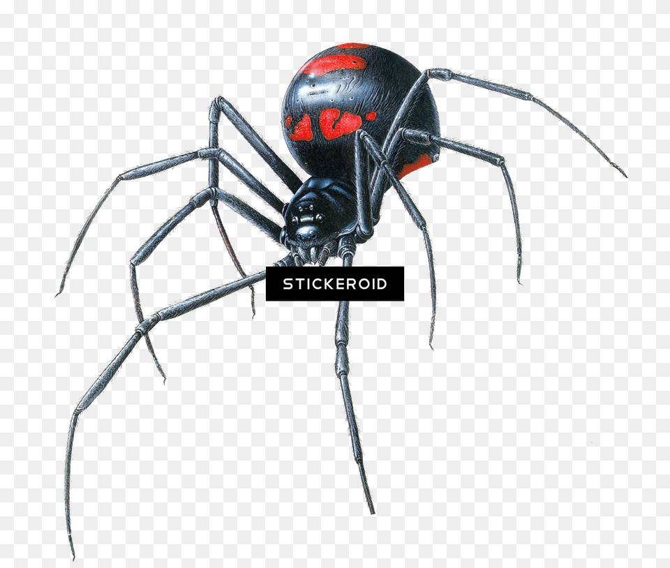 Black Widow Spider Animal, Invertebrate, Black Widow, Insect Free Png Download