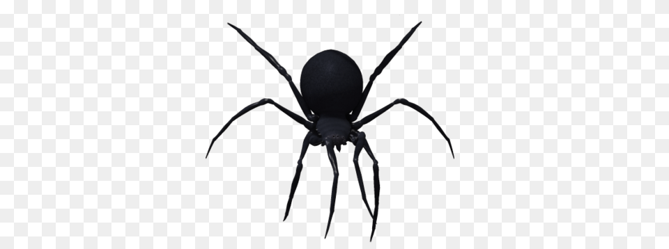 Black Widow Spider Image, Animal, Invertebrate Free Png Download