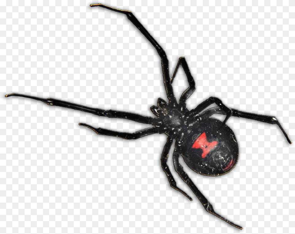Black Widow Spider South Africa, Animal, Invertebrate, Black Widow, Insect Free Png