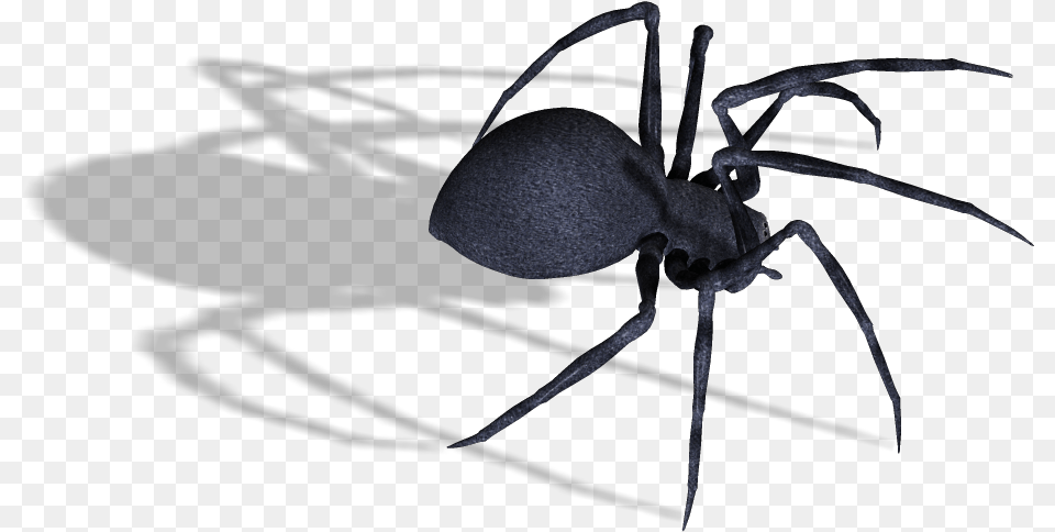 Black Widow Spider Spider, Animal, Invertebrate, Insect Free Png Download