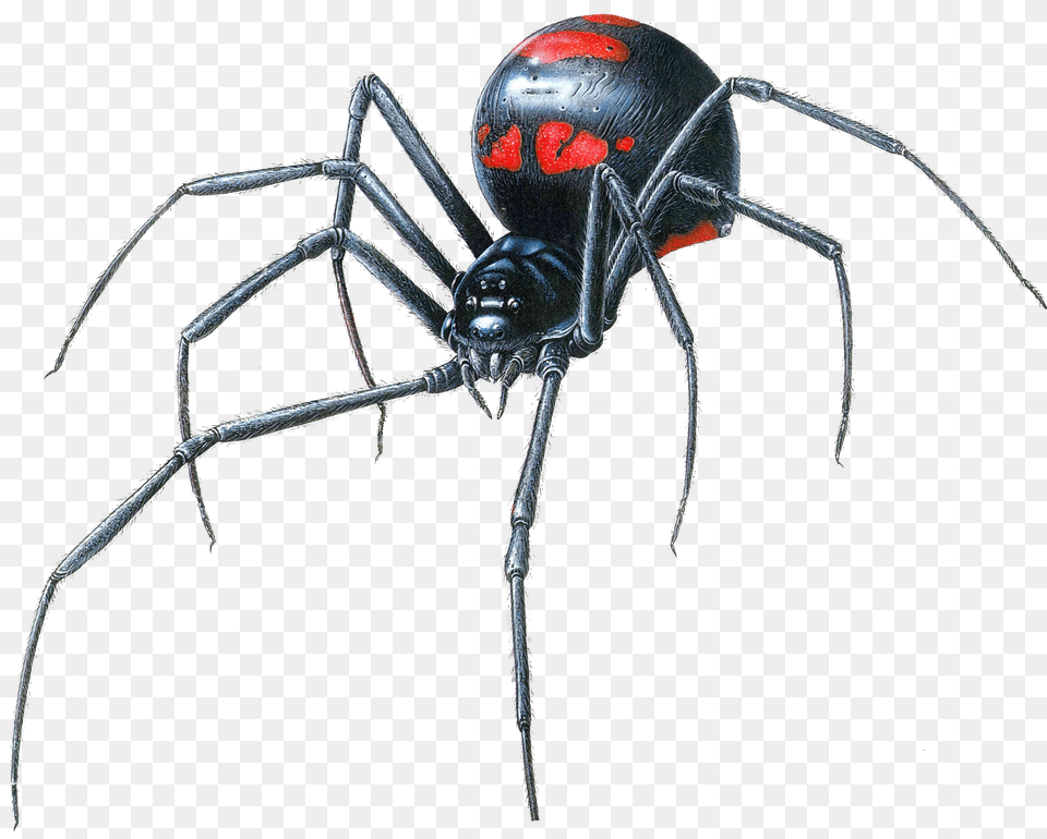 Black Widow Spider Transparent, Animal, Invertebrate, Black Widow, Insect Free Png