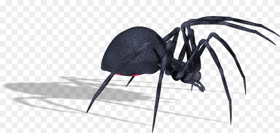 Black Widow Spider Transparent, Animal, Invertebrate, Insect, Black Widow Free Png Download