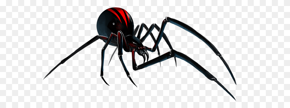 Black Widow Spider Transparent Background, Animal, Invertebrate, Black Widow, Insect Png Image