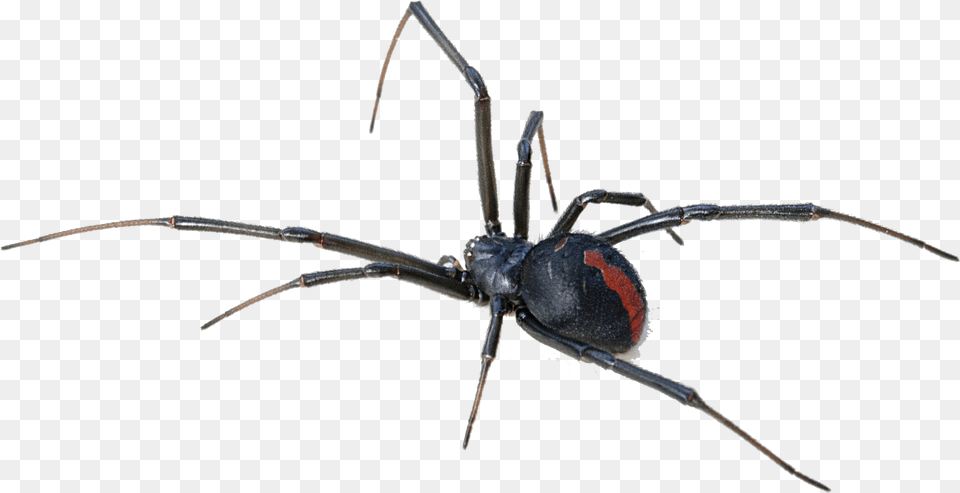 Black Widow Spider Transparent Background Redback Spider, Animal, Invertebrate, Black Widow, Insect Png Image