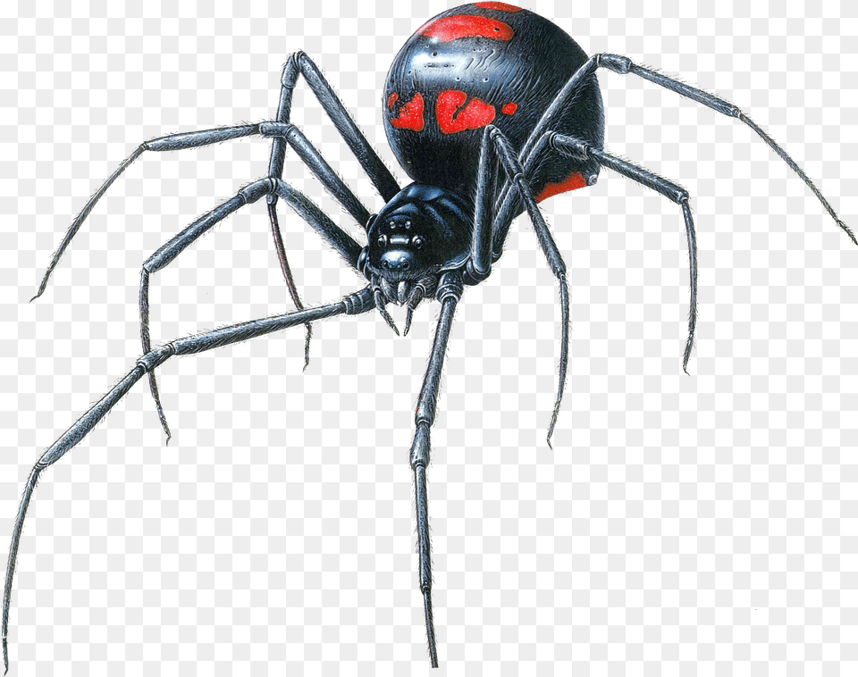 Black Widow Spider Transparent Black Widow Spider Head, Animal, Invertebrate, Black Widow, Insect Free Png Download