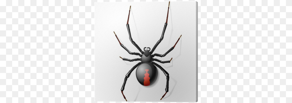 Black Widow Spider Vector, Animal, Invertebrate, Black Widow, Insect Png Image