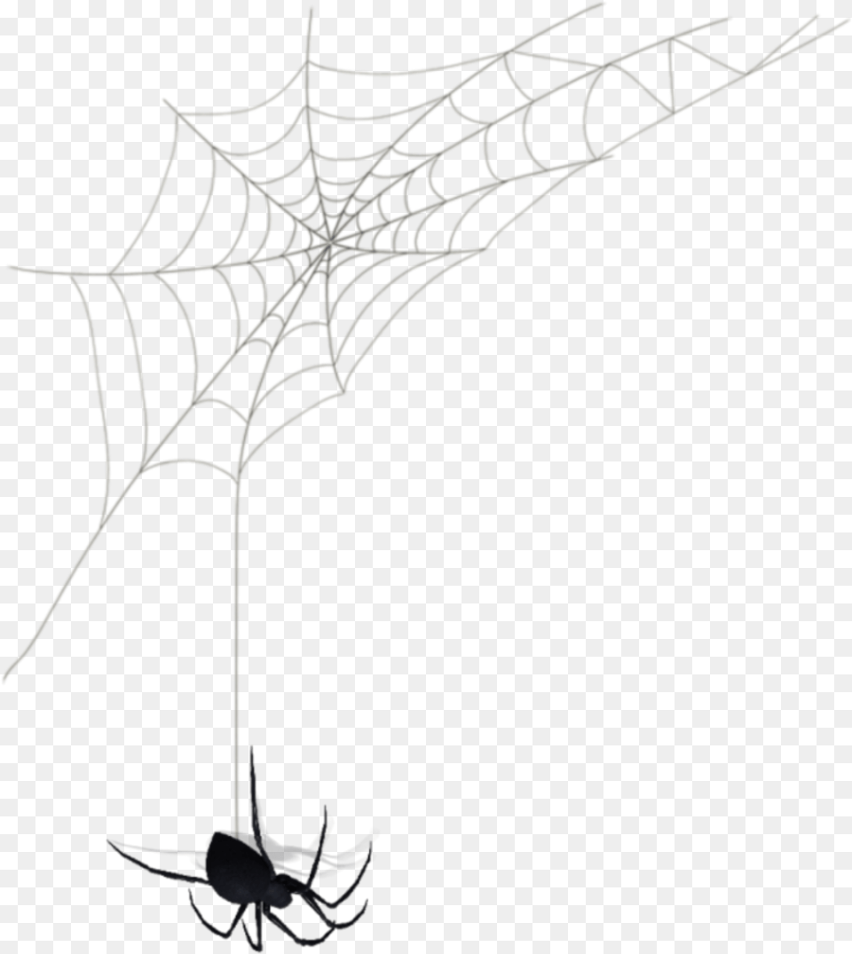 Black Widow Spider Web, Spider Web Png