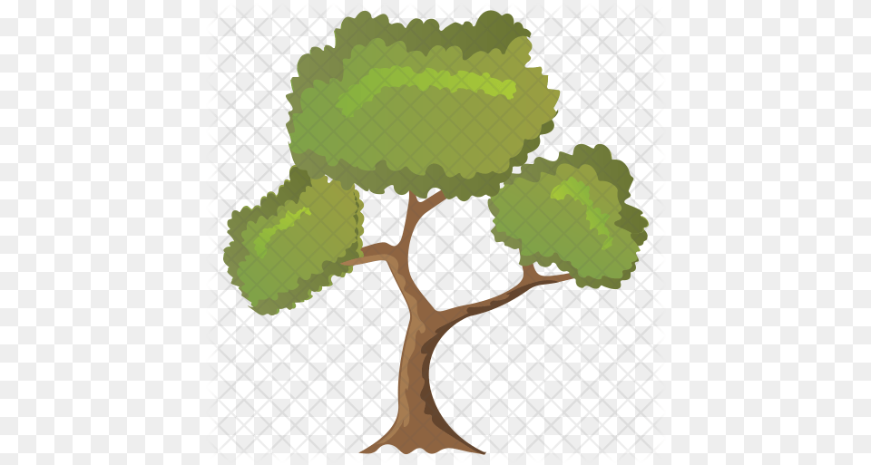 Black Willow Tree Icon Of Flat Style Tree, Plant, Potted Plant, Vegetation, Oak Free Png Download
