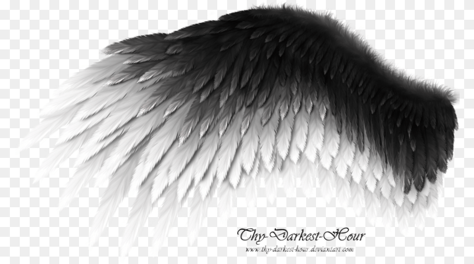 Black Wing 4 Image Black And White Angel Wings, Animal, Bird, Accessories, Electronics Free Png Download