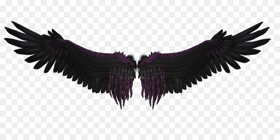 Black Wings, Animal, Bird, Vulture, Flying Png Image