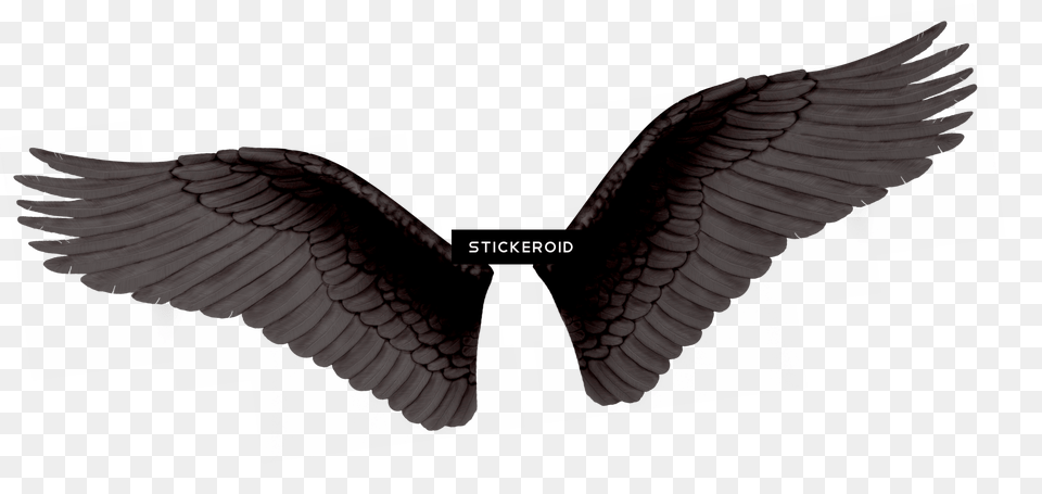 Black Wings, Animal, Bird, Vulture Free Png