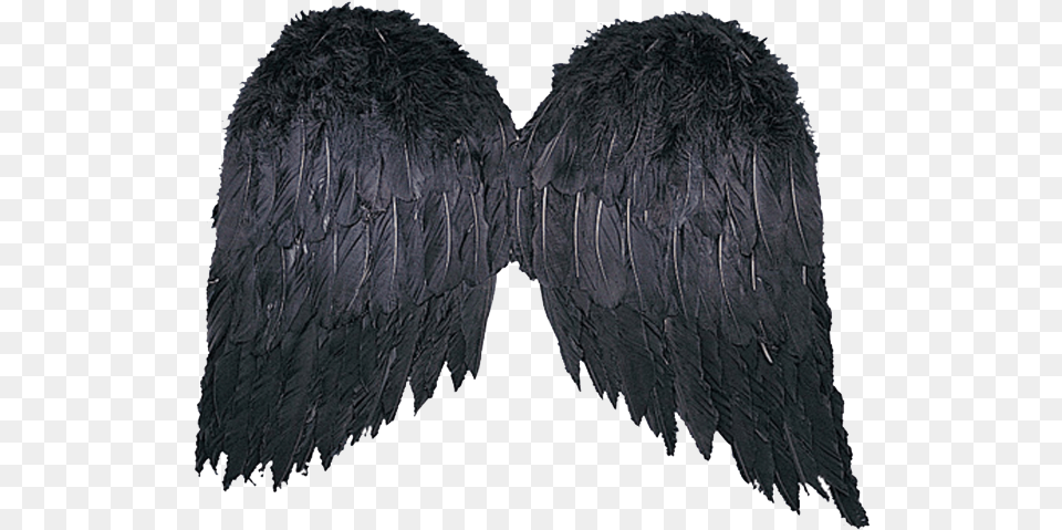 Black Wings, Animal, Bird Free Png Download
