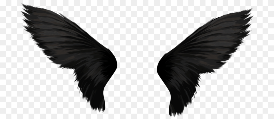 Black Wings, Animal, Bird, Blackbird Png Image