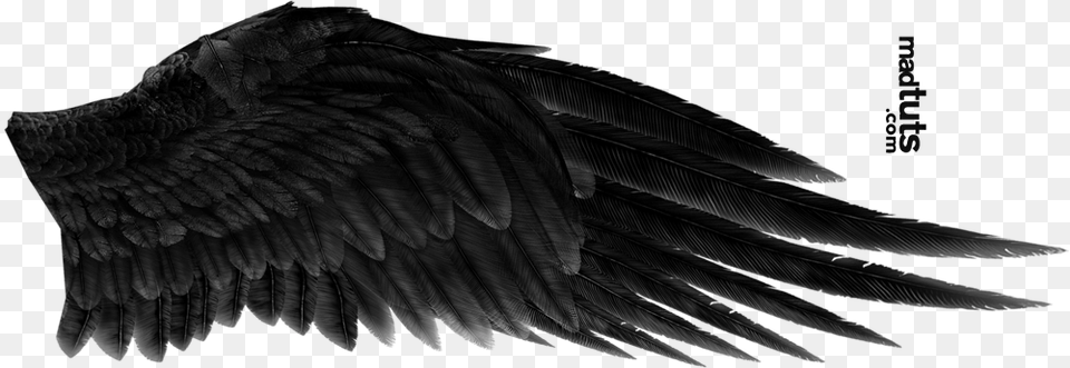 Black Wings Free Download Black Angel Wings, Animal, Bird, Vulture, Blackbird Png