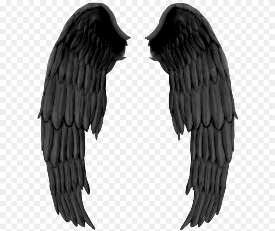 Black Wings Image, Animal, Bird, Vulture, Flying Free Png