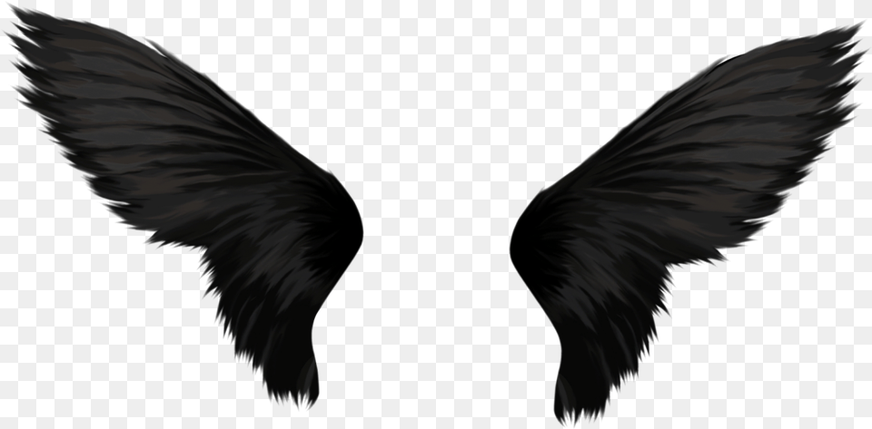 Black Wings Image Black Angel Wings, Animal, Bird Free Transparent Png