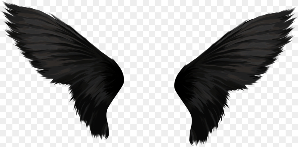 Black Wings Images Transparent Black Angel Wings, Animal, Bird Png Image