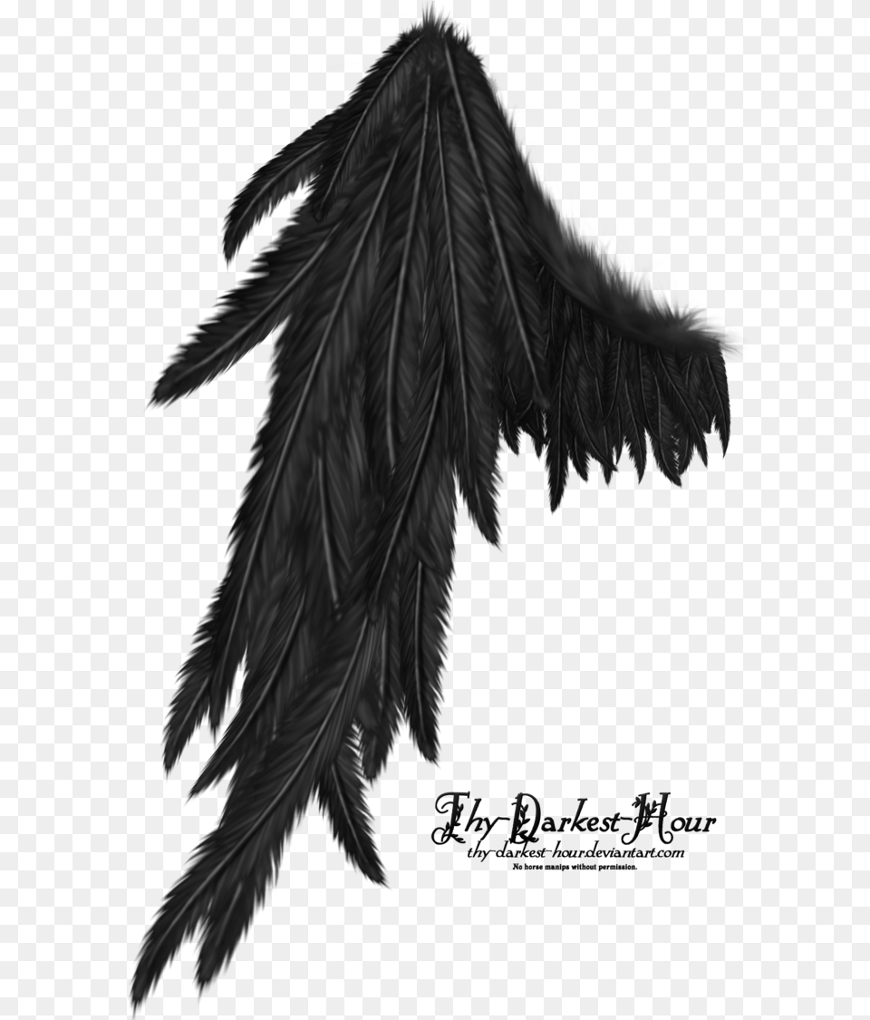 Black Wings Transparent Background, Leaf, Plant, Tree, Animal Png Image