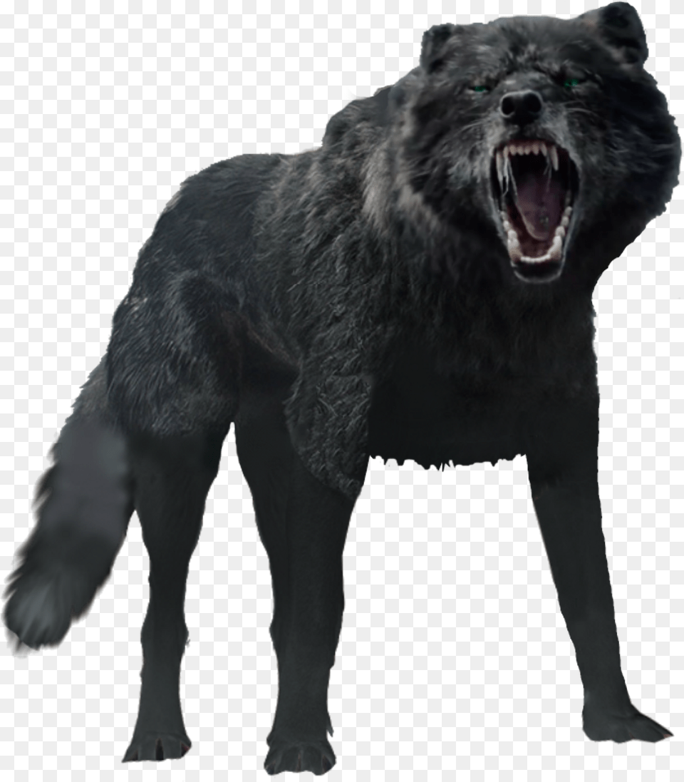 Black Wolf, Animal, Mammal, Canine, Dog Free Png