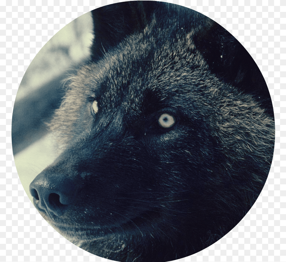 Black Wolf 2 Wolf, Animal, Mammal, Cat, Pet Free Png