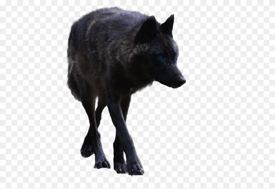 Black Wolf Black Wolf Background, Animal, Mammal, Canine, Dog Free Png