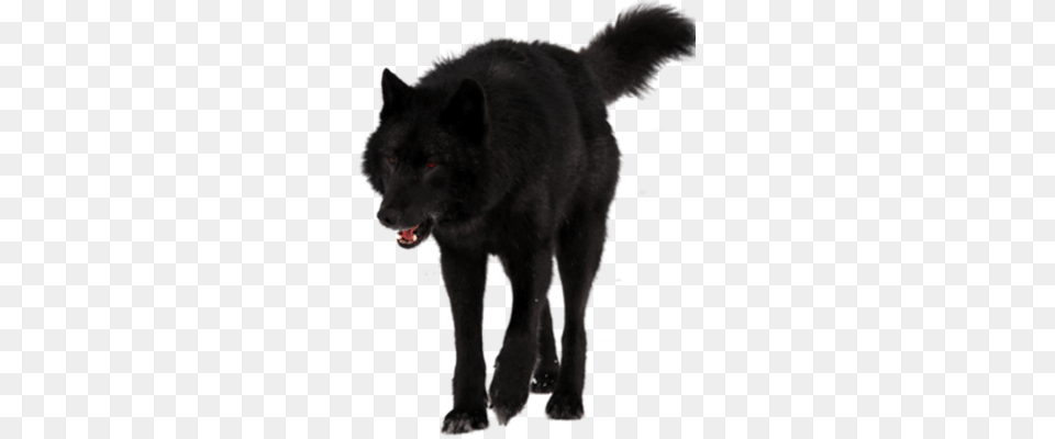 Black Wolf Black Wolf Detail Wolves, Animal, Mammal, Canine, Dog Png Image