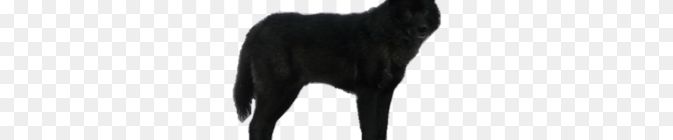 Black Wolf Image, Animal, Mammal, Bear, Wildlife Free Transparent Png