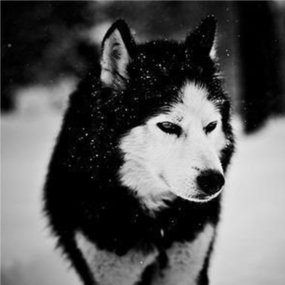 Black Wolf In Snow Wallpapers Siberian Husky Wallpaper Android, Animal, Mammal, Canine, Dog Png